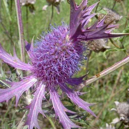 Eryngium Leavenworthii