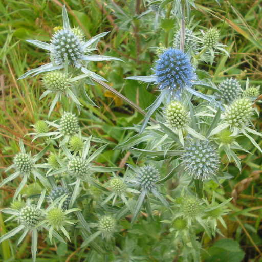 Eryngium Planum