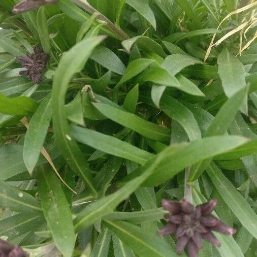 Erysimum Grandiflorum