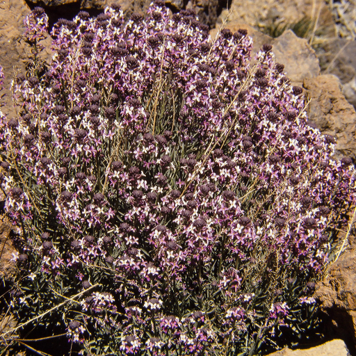 Erysimum Scoparium