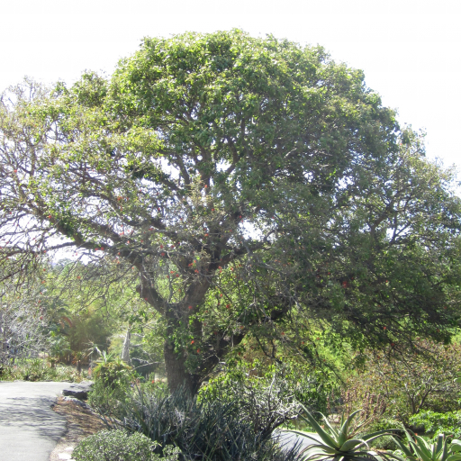 Red Hot Poker Tree (Erythrina Abyssinica) Care Guide: Water, Soil ...