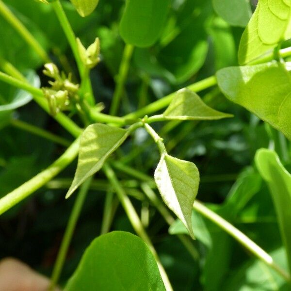 Erythrina Corallodendrum