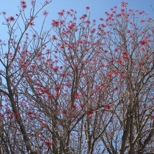 Erythrina Coralloides