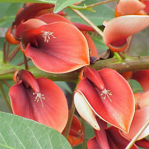 Erythrina Crista-galli