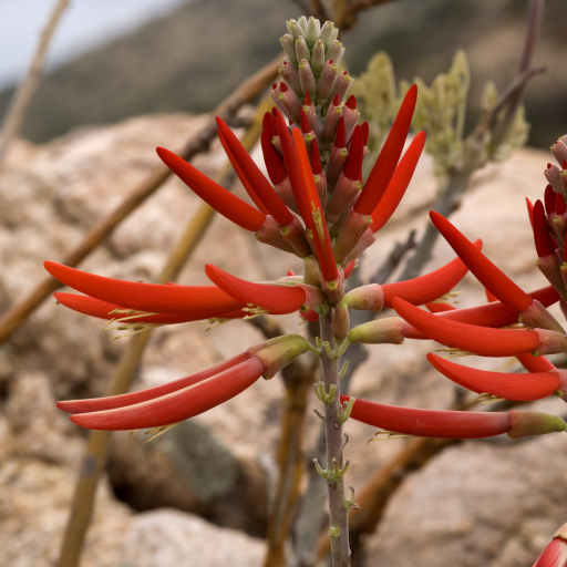 Erythrina Flabelliformis