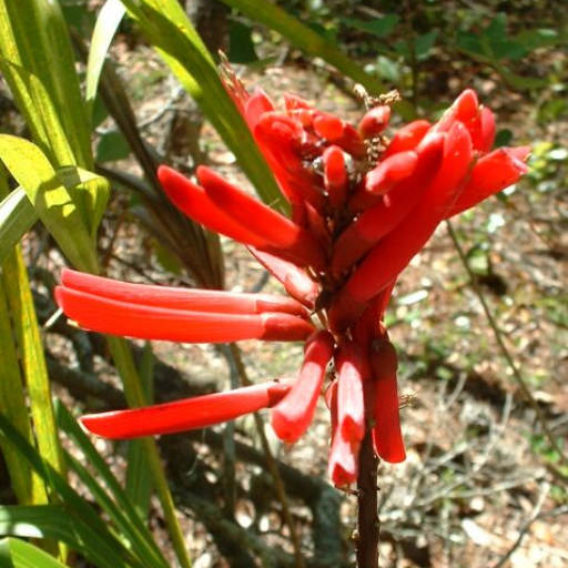 Erythrina Herbacea