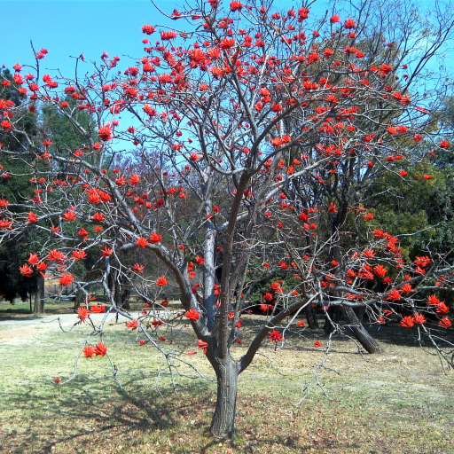 Erythrina Lysistemon