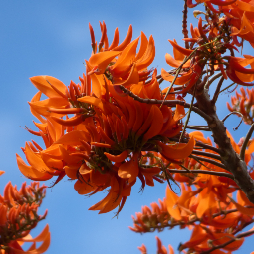 Erythrina Poeppigiana