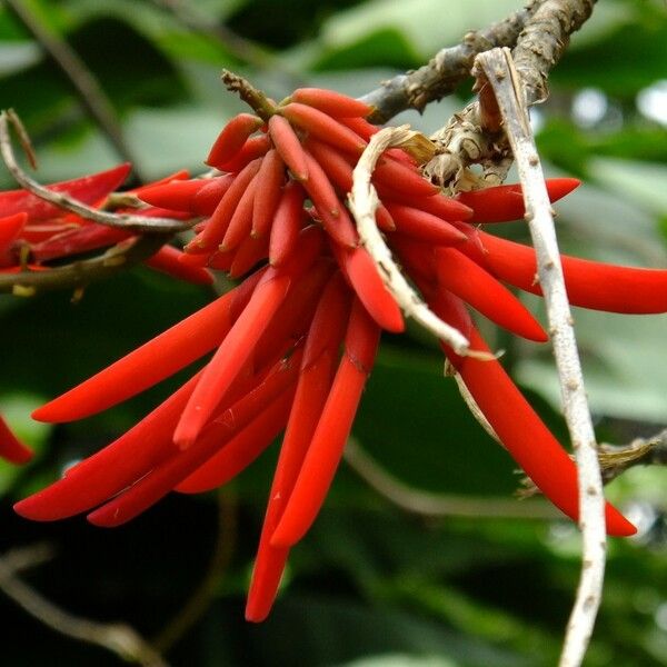 Erythrina Rubrinervia