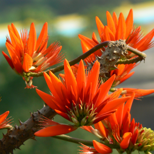 Erythrina Suberosa