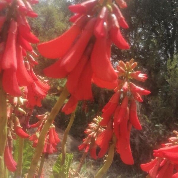 Erythrina Zeyheri