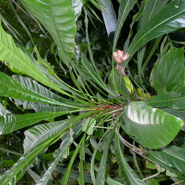Erythrochiton Brasiliensis