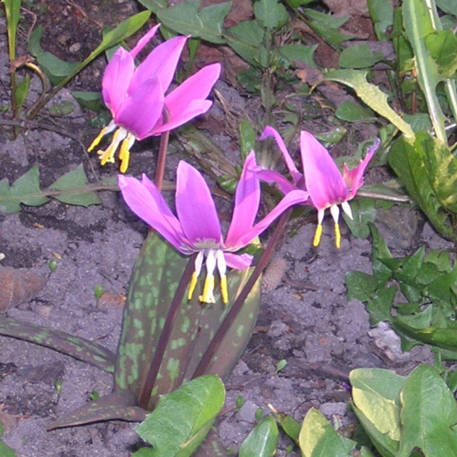 Erythronium Sibiricum