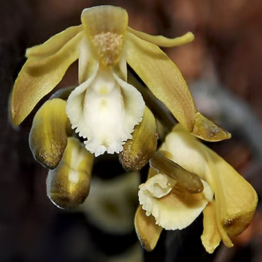 Erythrorchis Cassythoides