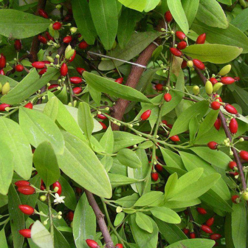Erythroxylum Coca