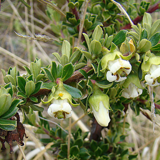 Escallonia Myrtilloides