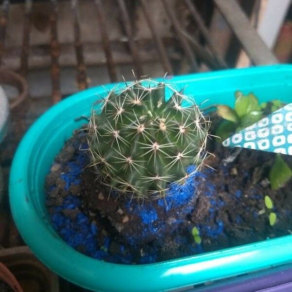 Escobaria Emskoetteriana