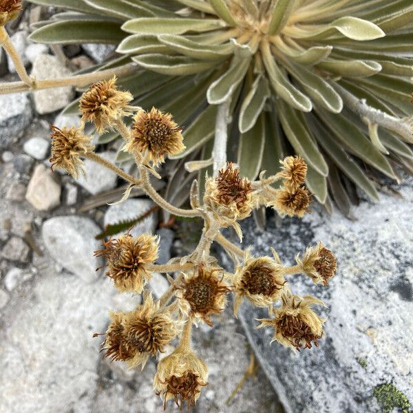 Frailej n Espeletia Colombiana Care Guide Water Soil Propagation 