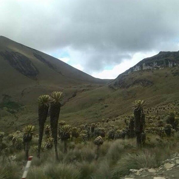 Frailej n Espeletia Pycnophylla Care Guide Water Soil Propagation 