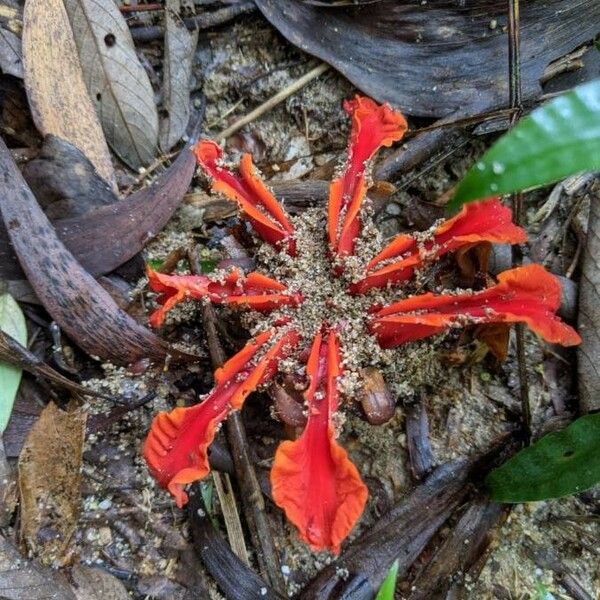 Etlingera Araneosa
