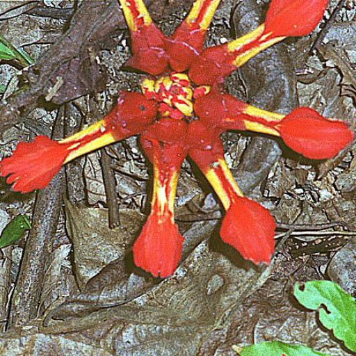 Etlingera Coccinea