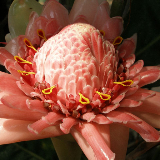 Etlingera Elatior