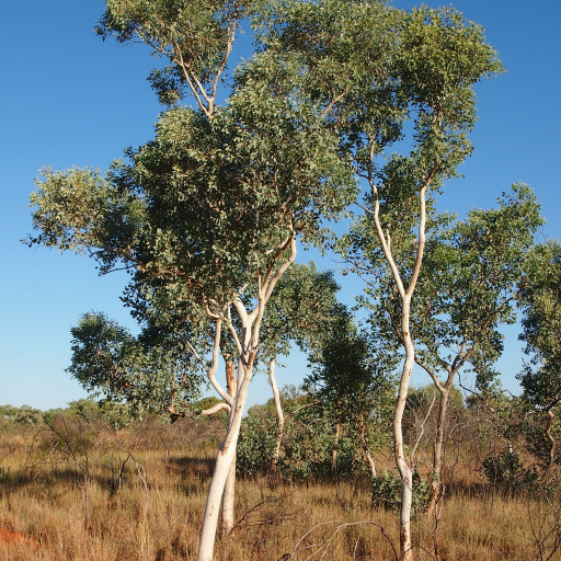 Eucalyptus Alba
