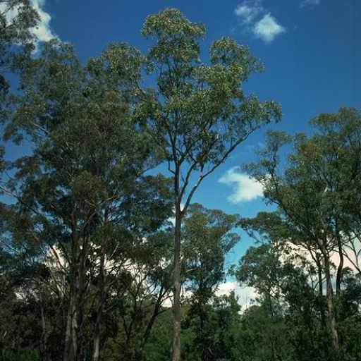 Eucalyptus Angophoroides
