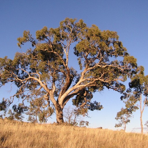 Eucalyptus Bridgesiana