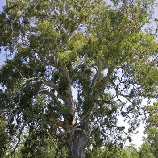 Eucalyptus Camaldulensis