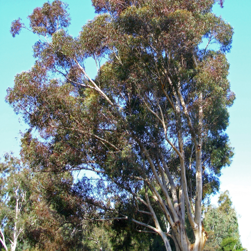 Eucalyptus Cladocalyx