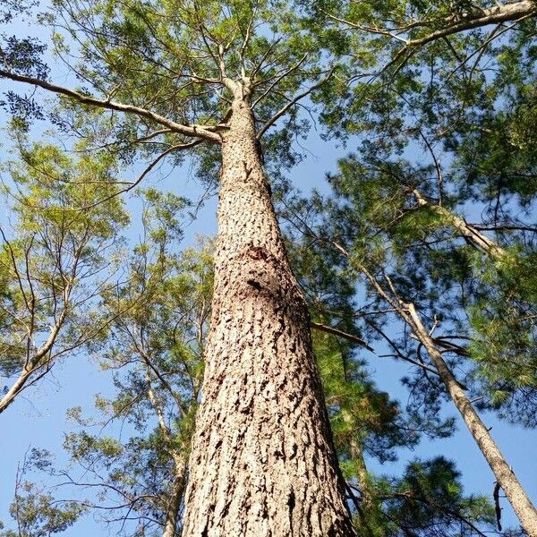 Gympie Messmate (Eucalyptus Cloeziana) Care Guide: Water, Soil ...