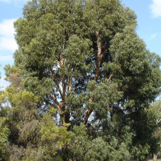 Eucalyptus Cordata
