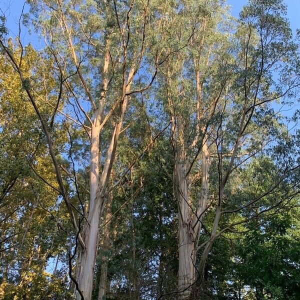 Eucalyptus Glaucescens