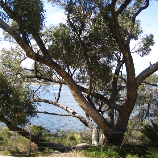 Eucalyptus Gomphocephala