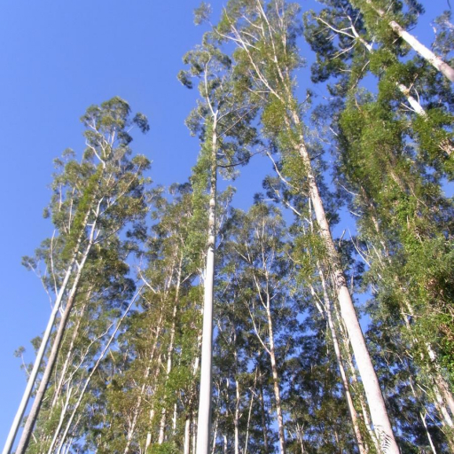 Eucalyptus Grandis