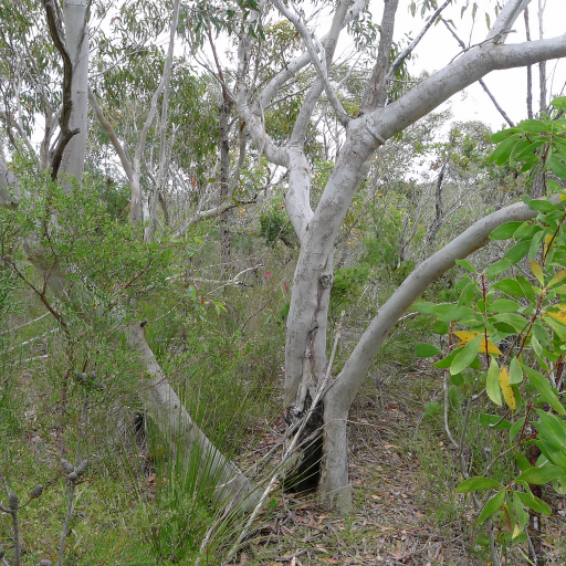 Eucalyptus Haemastoma