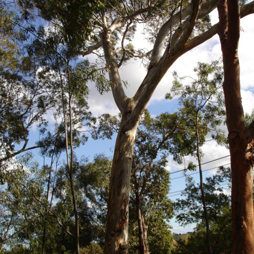 Eucalyptus Leucoxylon