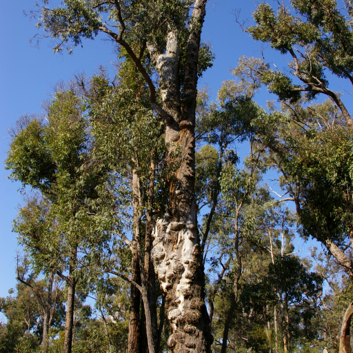 Eucalyptus Marginata