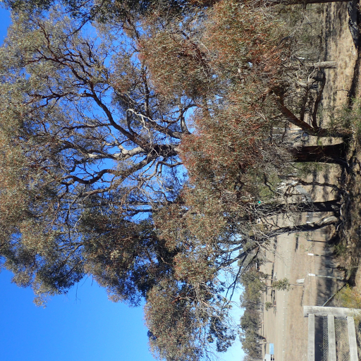 Eucalyptus Nicholii