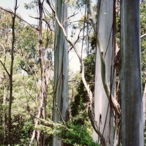 Eucalyptus Nitens