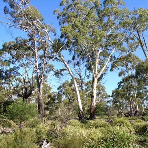 Eucalyptus Viminalis