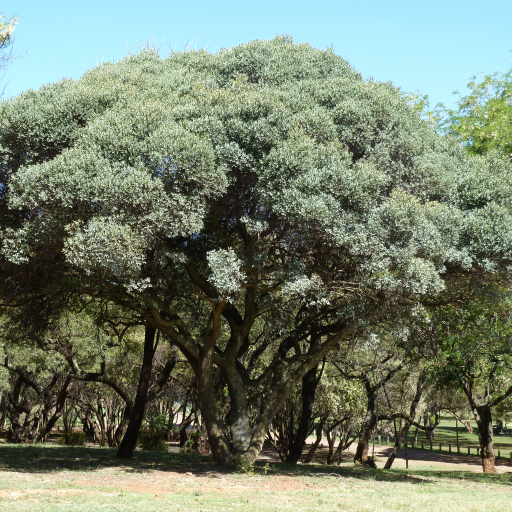 Euclea Crispa