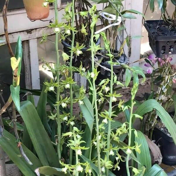 Eulophia Andamanensis