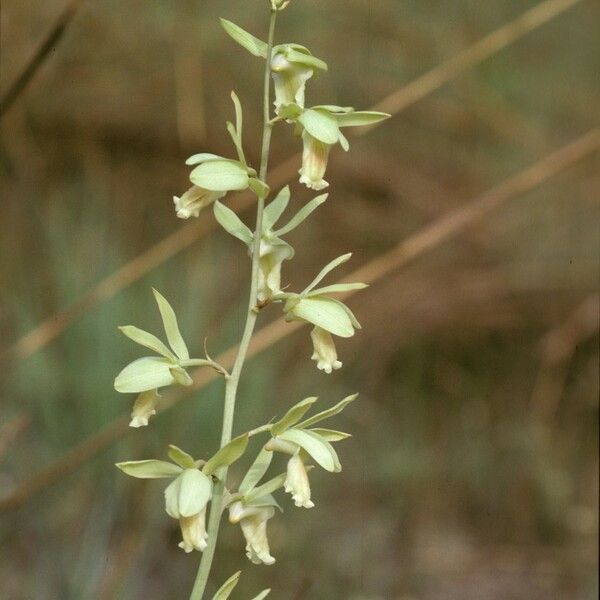 Eulophia Flavopurpurea Plant Care & How to Grow, Water