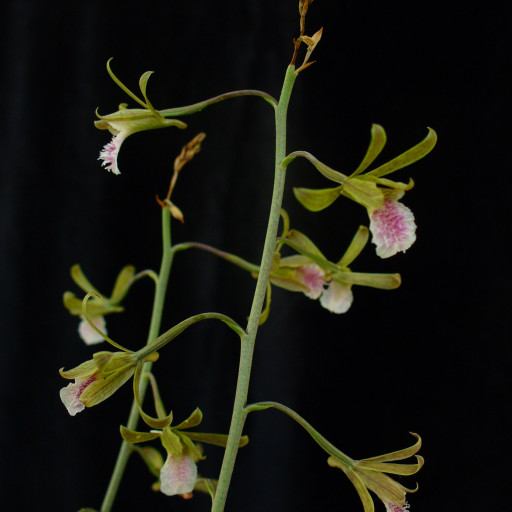 Eulophia Graminea