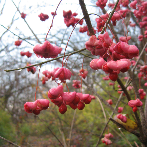 Euonymus Atropurpureus