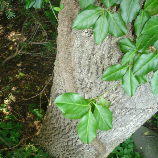Euonymus Fortunei