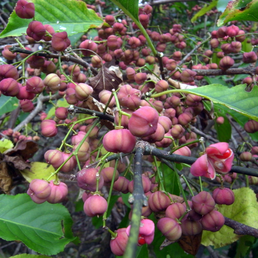 Euonymus Hamiltonianus