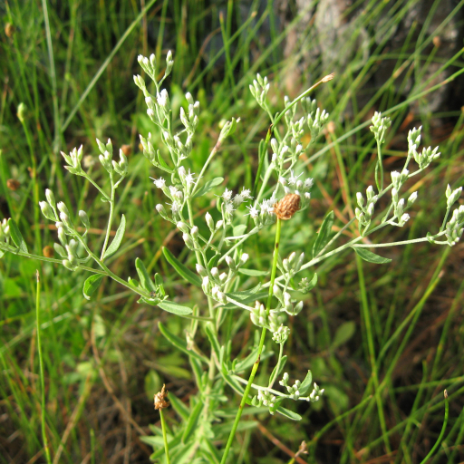 Eupatorium Mohrii